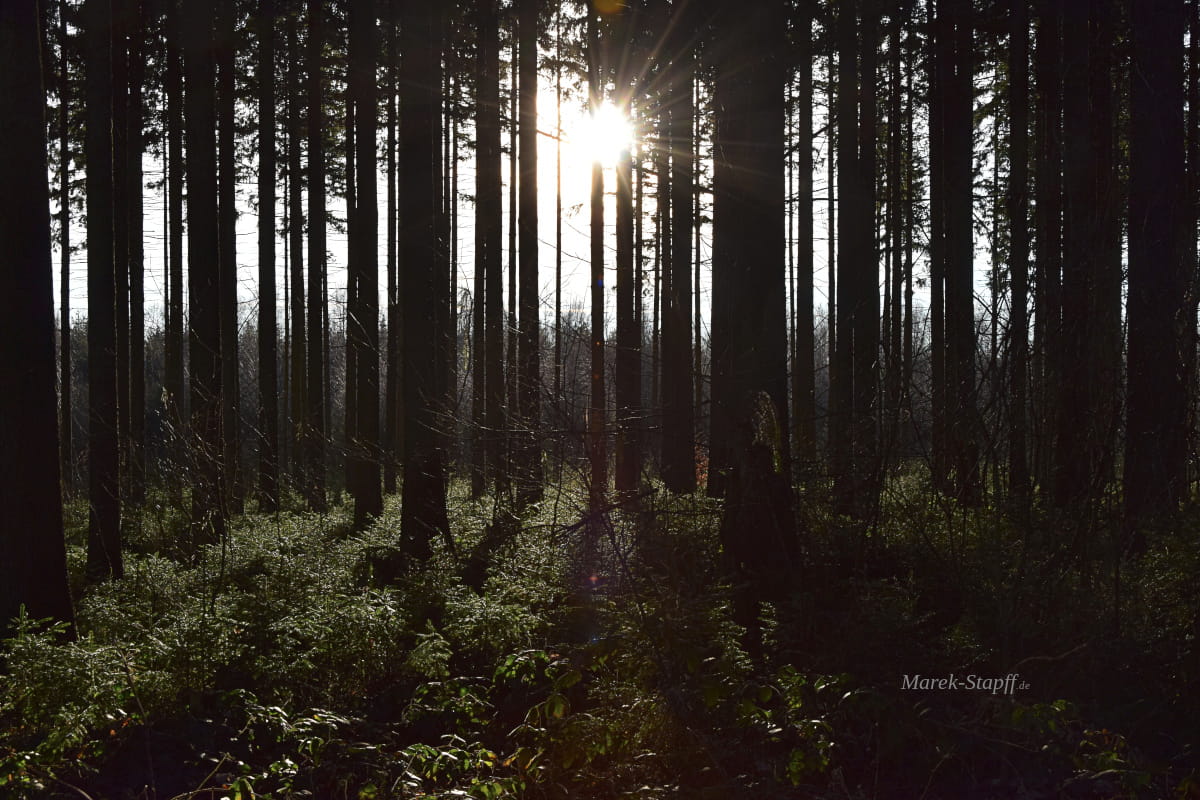 Dichter Wald im Erzgebirge